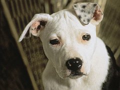 Liza, American Pit Bull Terrier